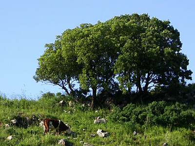 Cow and oaks of Bashan