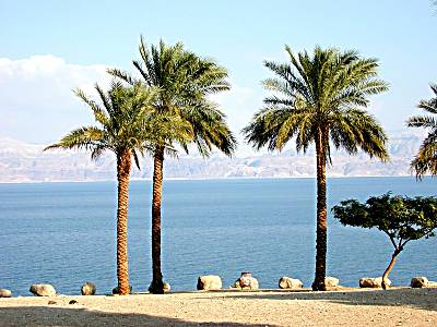En Gedi palms and Dead Sea