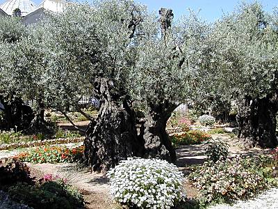 pics of trees. Olive trees