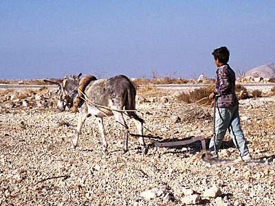Boy plowing rocky field near Macherus