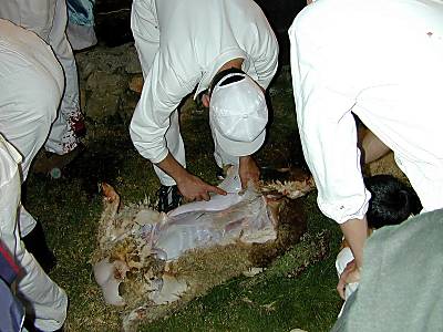 Samaritan Passover removal of lamb's organs