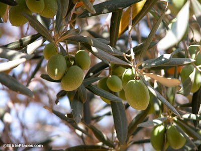 olive biblical tree trees bible oil olives bibleplaces scripture commonplace chun forsaken soup holy spirit les society kitchen times shemen
