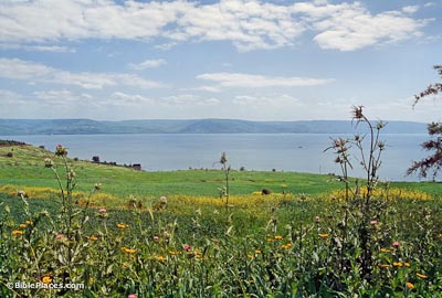 View from a green, flowery slope overlooking the Sea of Galilee, with distant mountains visible on the opposite shore