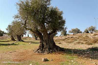 Image result for israeli olive trees