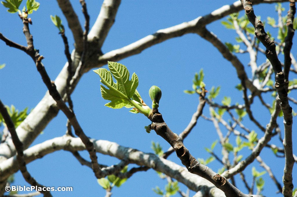 Fig Tree Not Producing Leaves At Janelle Hernandez Blog Fig Tree Not Producing Leaves At Janelle Hernandez Blog