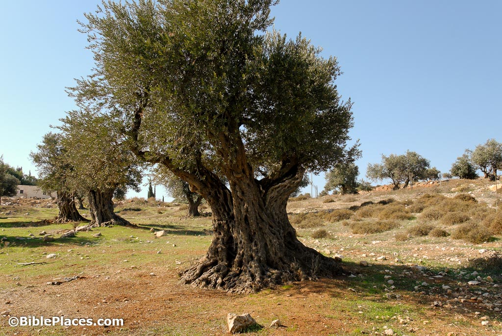 Olive Trees (BiblePlaces.com)