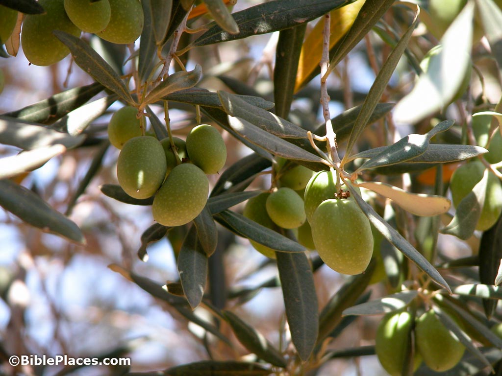 Olive Trees ()