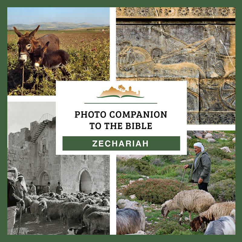 Photo Companion: Zechariah